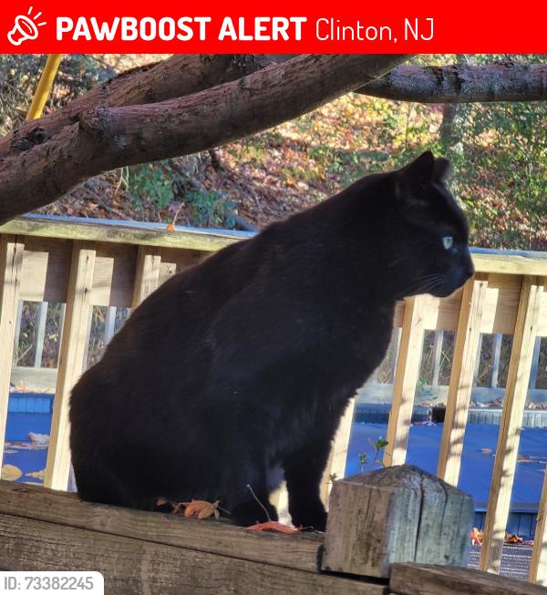 Lost Female Cat last seen Highview Drive High Bridge and Grayrock Road Clinton, Clinton, NJ 08809
