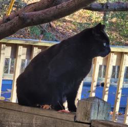Lost Female Cat last seen Highview Drive High Bridge and Grayrock Road Clinton, Clinton, NJ 08809