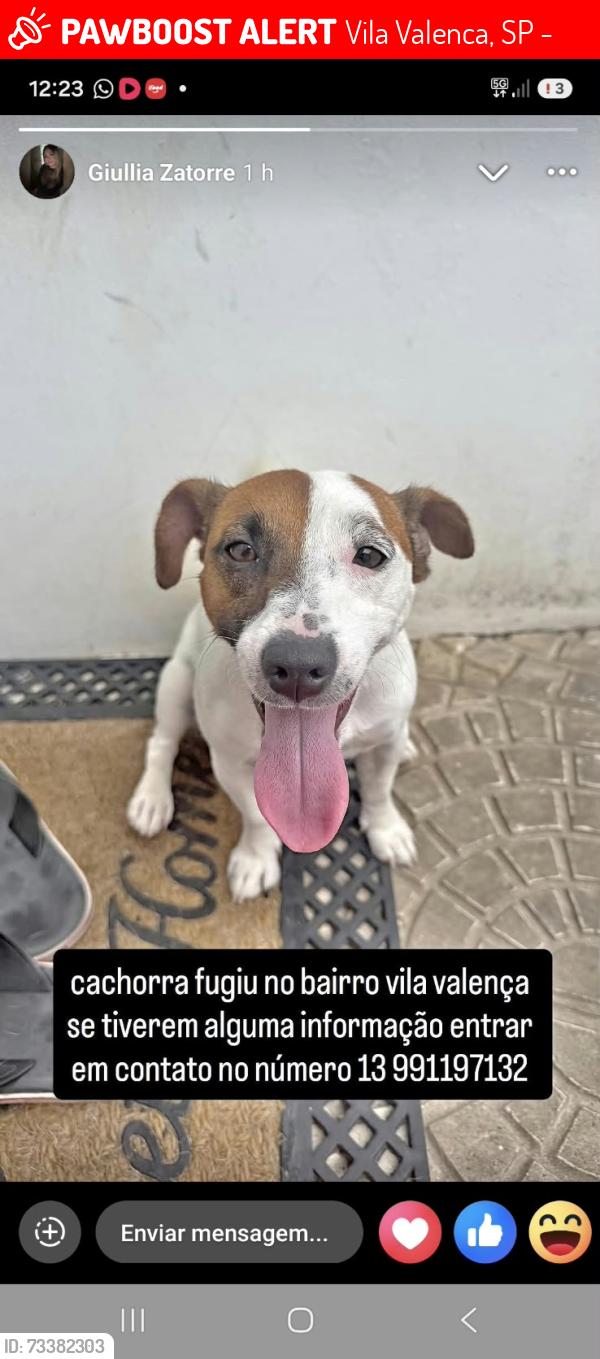 Lost Female Dog last seen Careefur, Vila Valenca, SP 11250-027