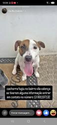 Lost Female Dog last seen Careefur, Vila Valenca, SP 11250-027