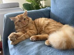 Reunited Female Cat last seen McClintock and 38th street, San Diego, CA 92116