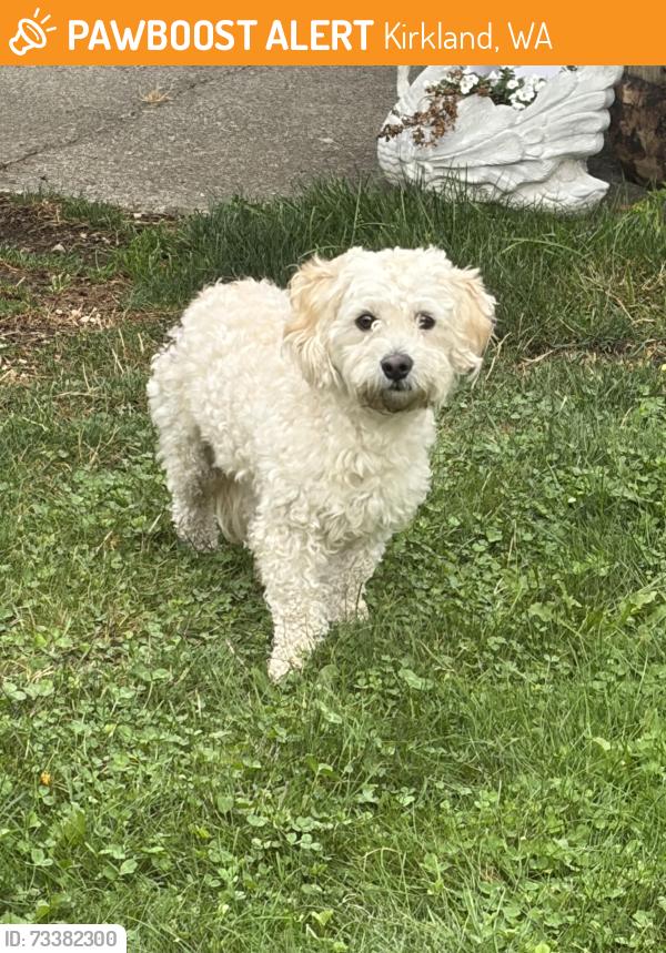 Found/Stray Male Dog last seen Kirkland Ave NE and 6th, Kirkland, WA 98033