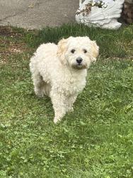 Found/Stray Male Dog last seen Kirkland Ave NE and 6th, Kirkland, WA 98033
