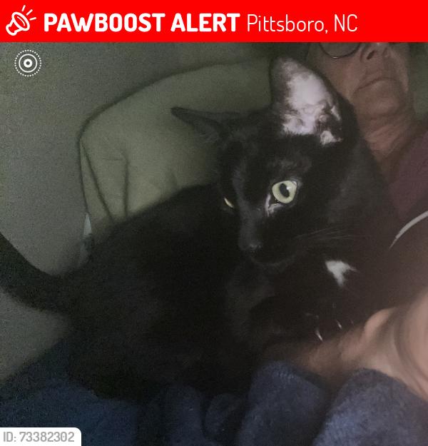 Lost Female Cat last seen Blake’s Dr and Mann chapel road, Pittsboro, NC 27312