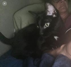Lost Female Cat last seen Blake’s Dr and Mann chapel road, Pittsboro, NC 27312