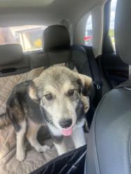 Found/Stray Female Dog last seen Nebo St, Spartanburg, SC 29302