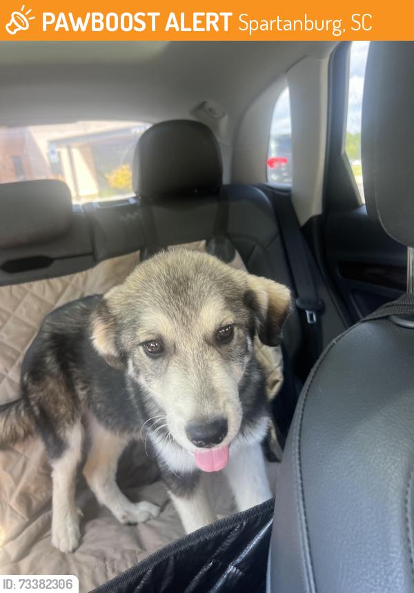 Found/Stray Female Dog last seen Nebo St, Spartanburg, SC 29302