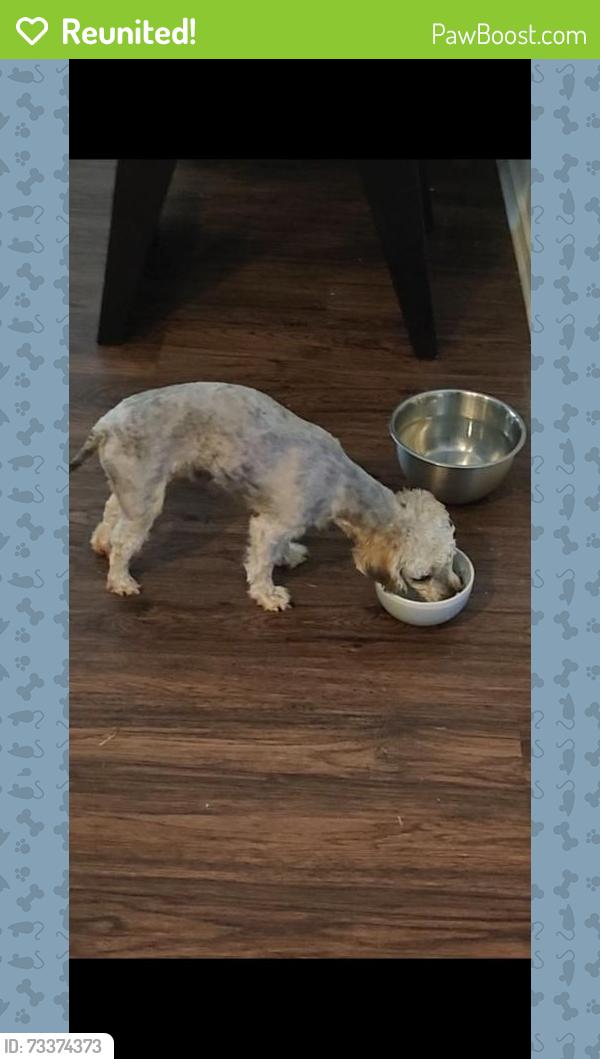 Reunited Female Dog last seen Soledad, Denton, TX 76208
