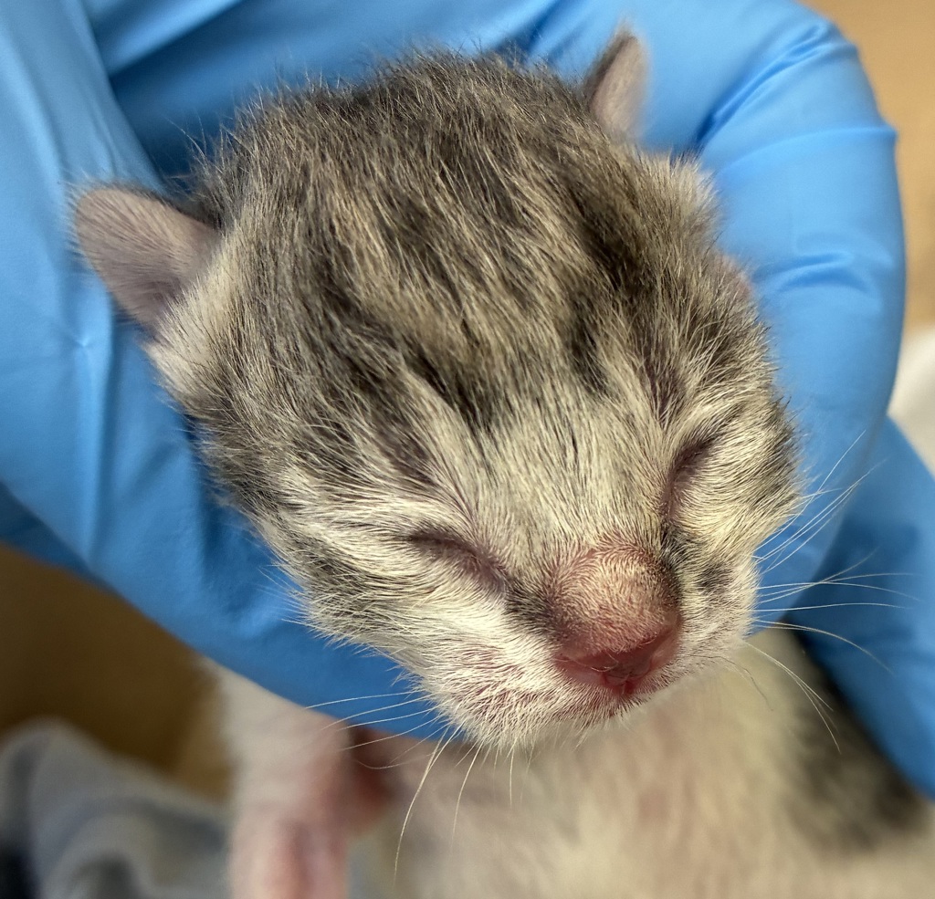 Shelter Stray Female Cat last seen SE 181st and Stark, PORTLAND, OR, 97233, 1700 W Historic Columbia River Hwy, Troutdale, OR 97060, USA