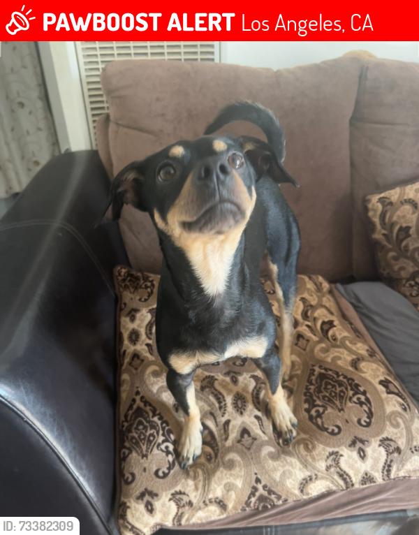 Lost Male Dog last seen Serra Medical Clinic, Los Angeles, CA 91352