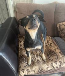 Lost Male Dog last seen Serra Medical Clinic, Los Angeles, CA 91352