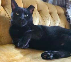 Lost Female Cat last seen Safford Ave, near West Mound Elementary School, Columbus, OH 43223