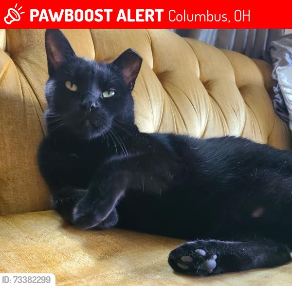 Lost Female Cat last seen Safford Ave, near West Mound Elementary School, Columbus, OH 43223