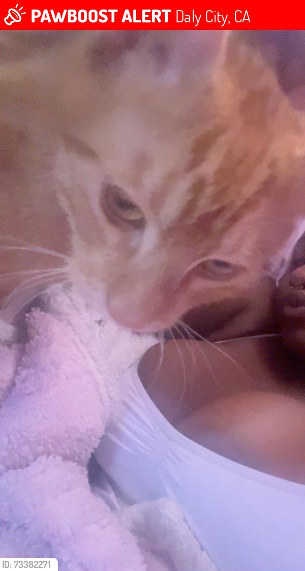 Lost Male Cat last seen Near eastmoor ave, Daly City, CA 94015