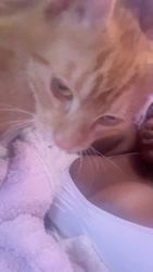 Lost Male Cat last seen Near eastmoor ave, Daly City, CA 94015