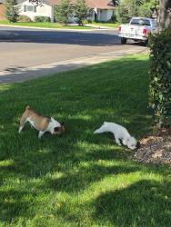 Found/Stray Unknown Dog last seen Albert St Modesto, Modesto, CA 95355