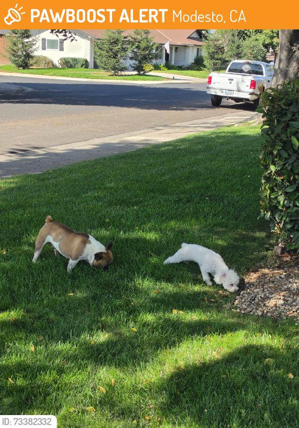 Found/Stray Unknown Dog last seen Albert St Modesto, Modesto, CA 95355