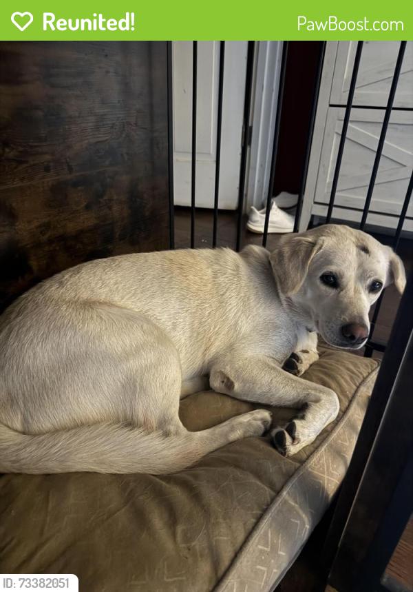 Reunited Female Dog last seen River Birch Rd & Hickory Crest Dr, Memphis, TN 38119