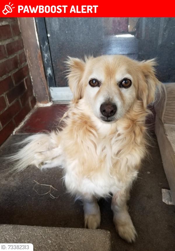 Lost Male Dog last seen Whitter, Saybrook Park, East Los Angeles, CA 90022