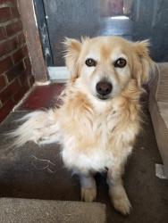 Lost Male Dog last seen Whitter, Saybrook Park, East Los Angeles, CA 90022
