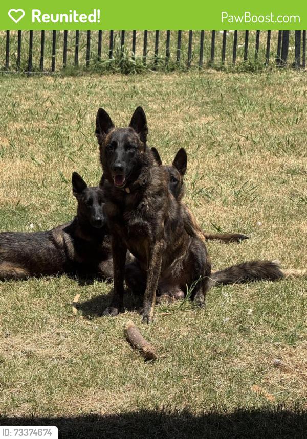 Reunited Male Dog last seen King Rd., Frisco, TX 75036