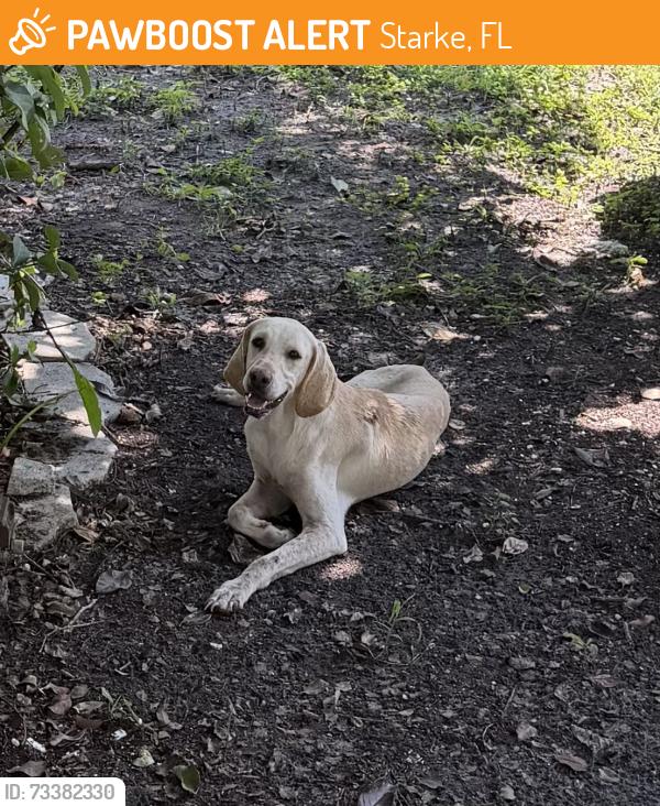 Found/Stray Male Dog last seen County Road 229A and County Road 229, Starke, FL 32091