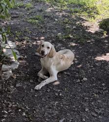 Found/Stray Male Dog last seen County Road 229A and County Road 229, Starke, FL 32091