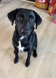 Found/Stray Female Dog last seen Sweetwood drive, Fort Worth, TX 76131