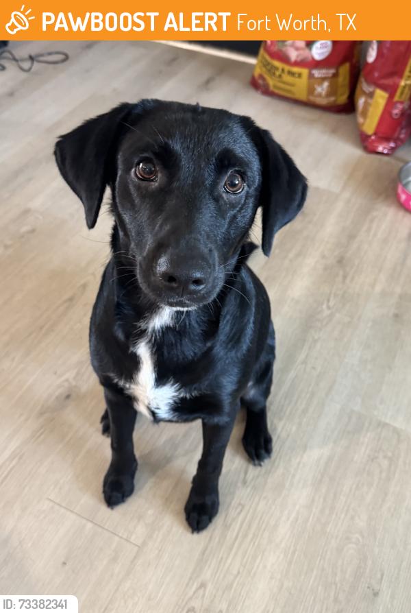 Found/Stray Female Dog last seen Sweetwood drive, Fort Worth, TX 76131