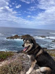 Lost Male Dog last seen In front of anytime fitness with green beeper collar, Cold Springs, NV 89508