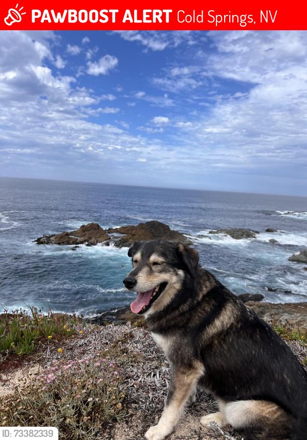 Lost Male Dog last seen In front of anytime fitness with green beeper collar, Cold Springs, NV 89508