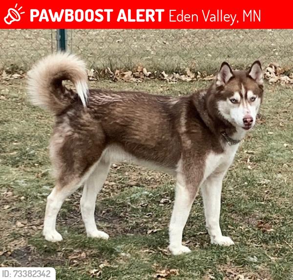 Lost Male Dog last seen Coleman Ave & Bell Street, Eden Valley, MN 55329