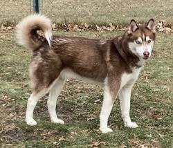 Lost Male Dog last seen Coleman Ave & Bell Street, Eden Valley, MN 55329