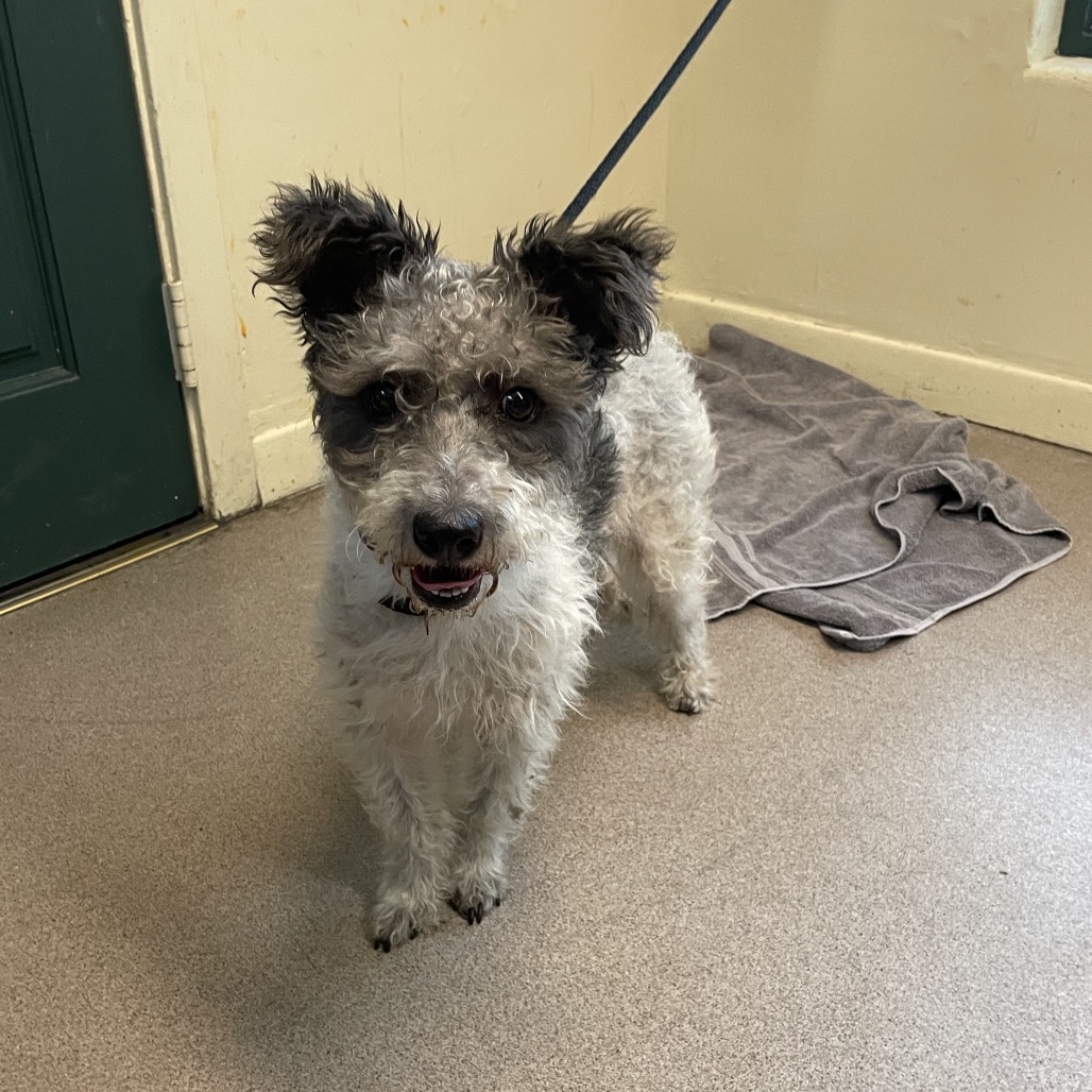 Shelter Stray Female Dog last seen , 361 S Raymond Ave, Pasadena, CA 91105, USA