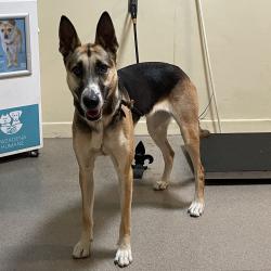 Shelter Stray Female Dog last seen , 361 S Raymond Ave, Pasadena, CA 91105, USA