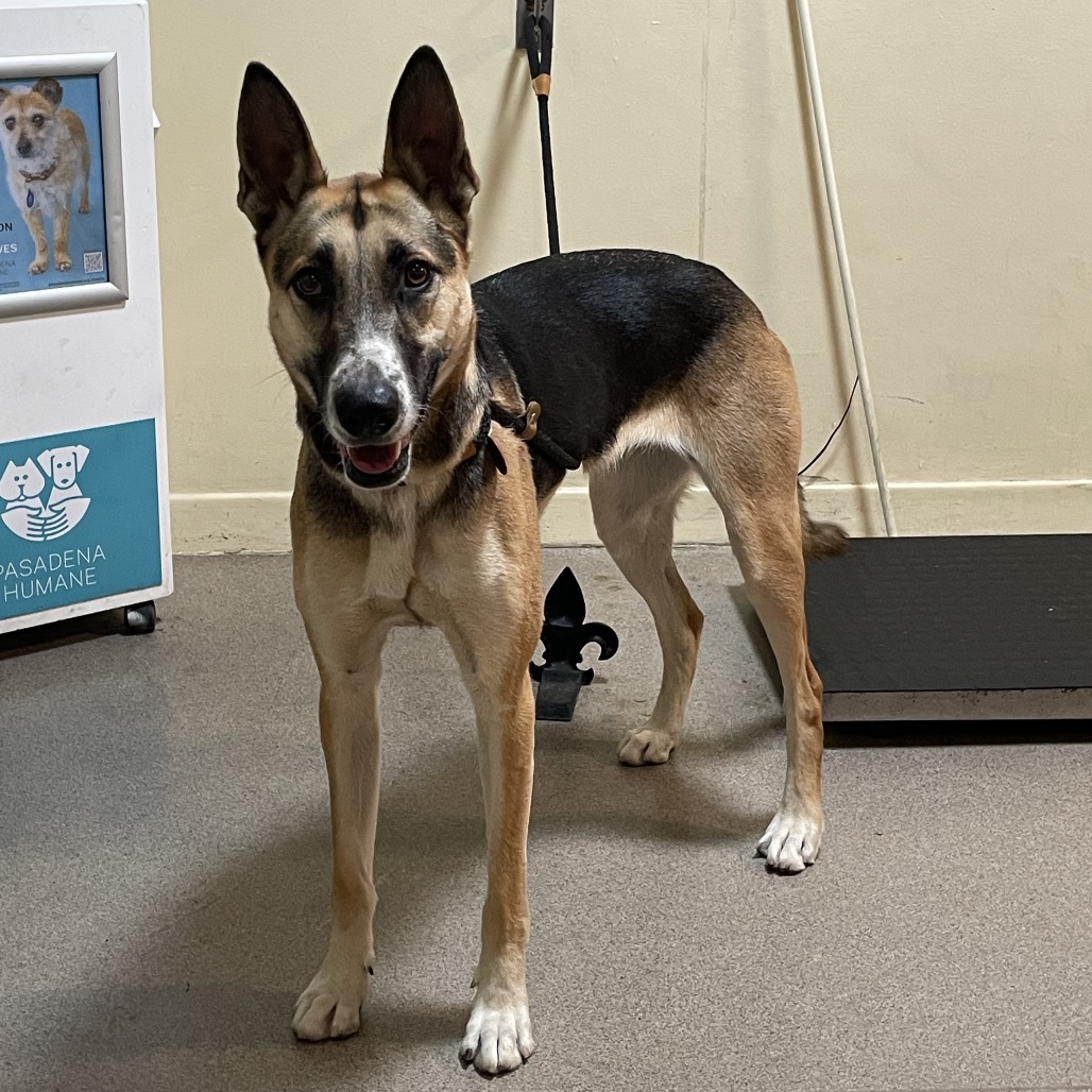 Shelter Stray Female Dog last seen , 361 S Raymond Ave, Pasadena, CA 91105, USA