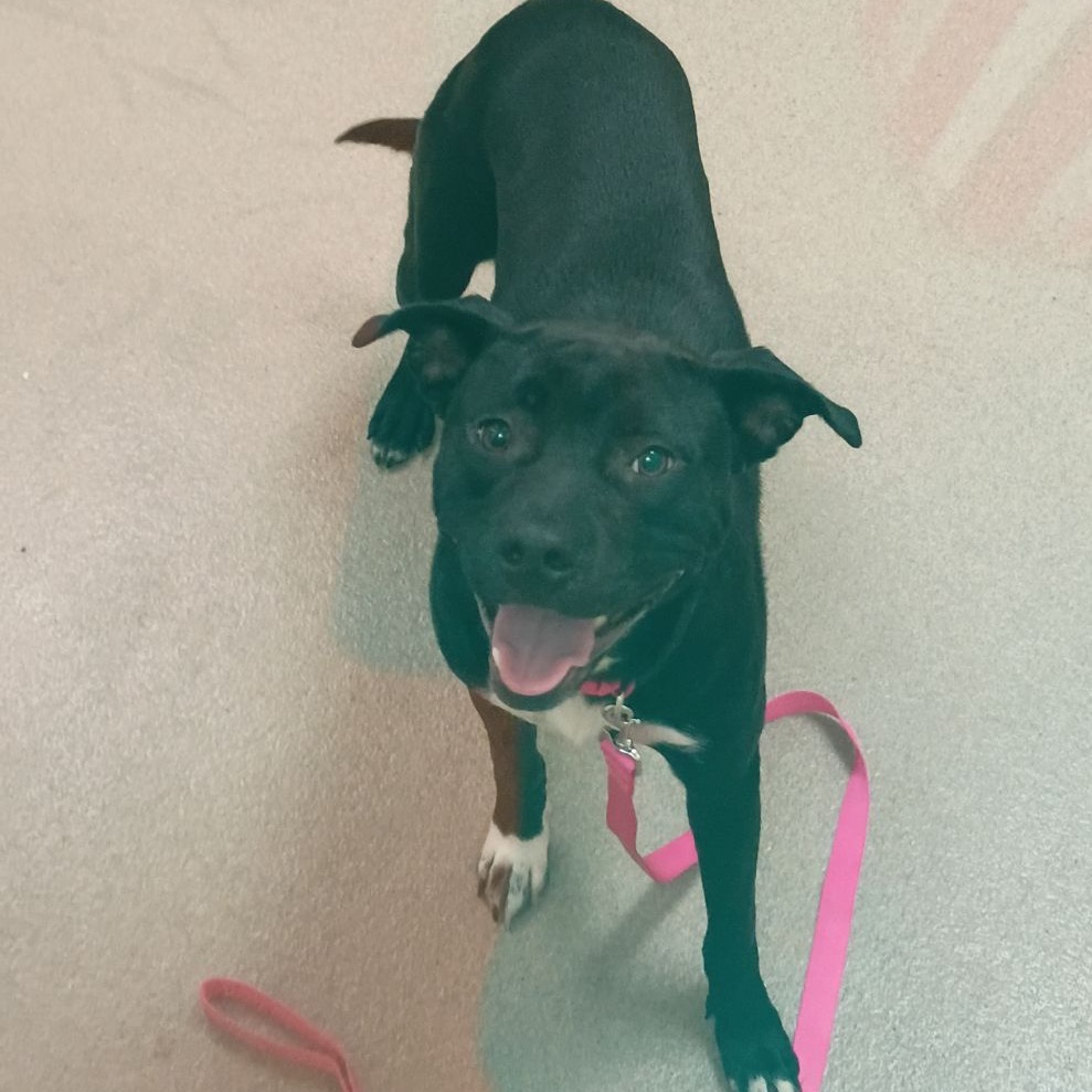 Shelter Stray Female Dog last seen , 1211 Old Graves Mill Rd, Lynchburg, VA 24502, USA