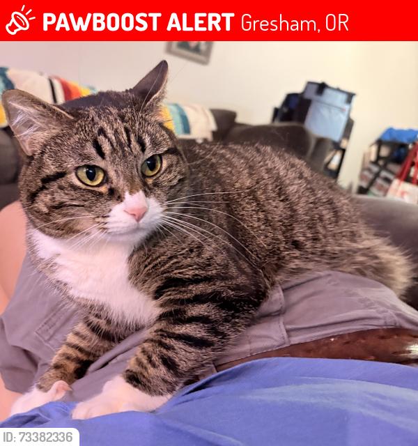 Lost Female Cat last seen NE Kane & SE Stark, Gresham, OR 97030