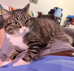 Lost Female Cat last seen NE Kane & SE Stark, Gresham, OR 97030
