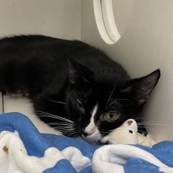 Shelter Stray Male Cat last seen , Animal Care & Control Team of Philly, 111 W Hunting Park Ave, Philadelphia, PA 19140, USA