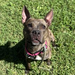 Shelter Stray Female Dog last seen , Animal Care & Control Team of Philly, 111 W Hunting Park Ave, Philadelphia, PA 19140, USA