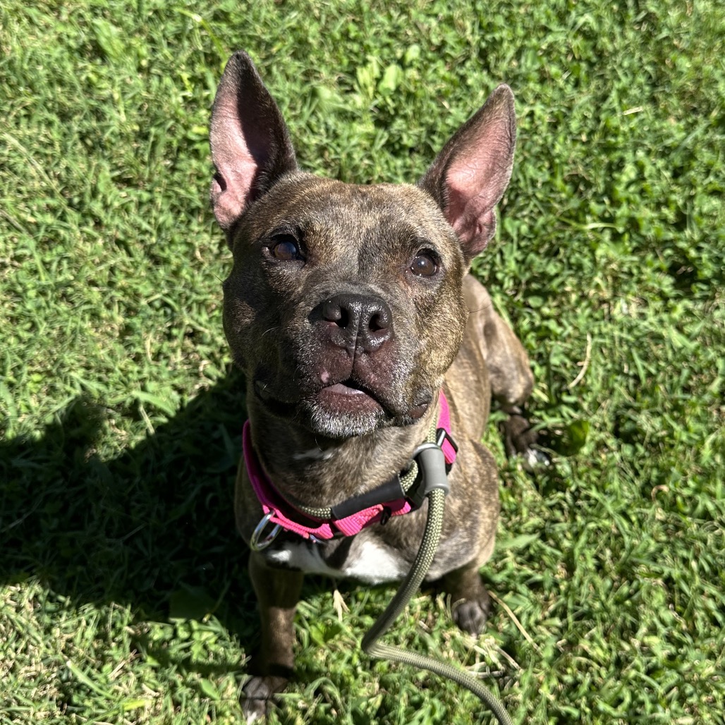 Shelter Stray Female Dog last seen , Animal Care & Control Team of Philly, 111 W Hunting Park Ave, Philadelphia, PA 19140, USA