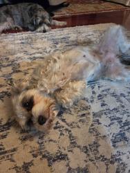 Reunited Female Dog last seen OCCIDENTAL ST AND TEMPLE, Los Angeles, CA 90057
