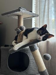 Lost Female Cat last seen Peachwood and palmwood, Lake Forest, CA 92630