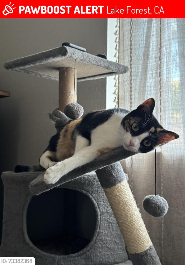 Lost Female Cat last seen Peachwood and palmwood, Lake Forest, CA 92630
