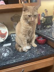 Lost Male Cat last seen Eagle shadow drive and Jasmine street, Todd Creek, CO 80602