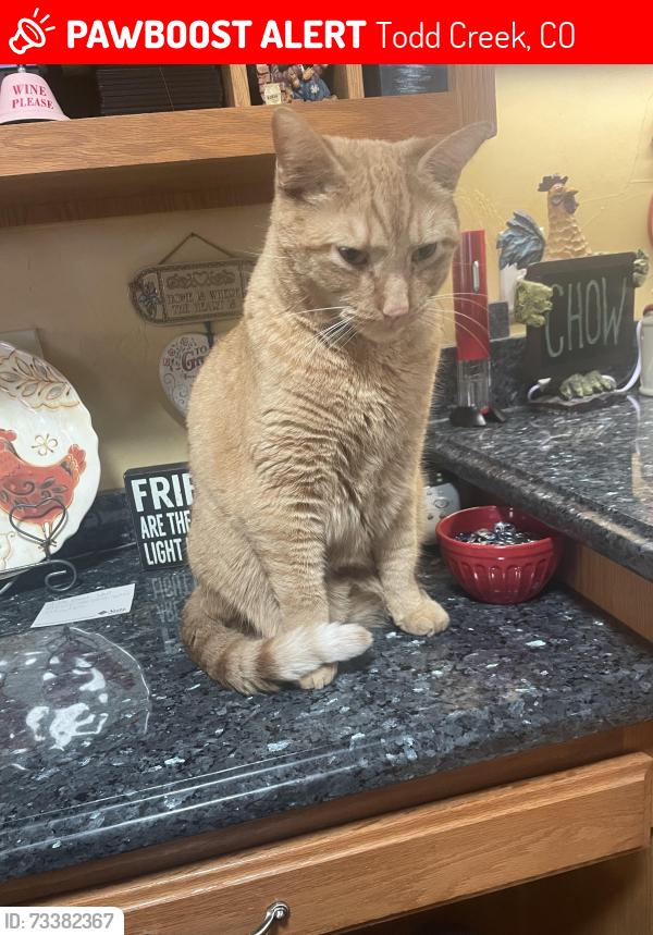 Lost Male Cat last seen Eagle shadow drive and Jasmine street, Todd Creek, CO 80602