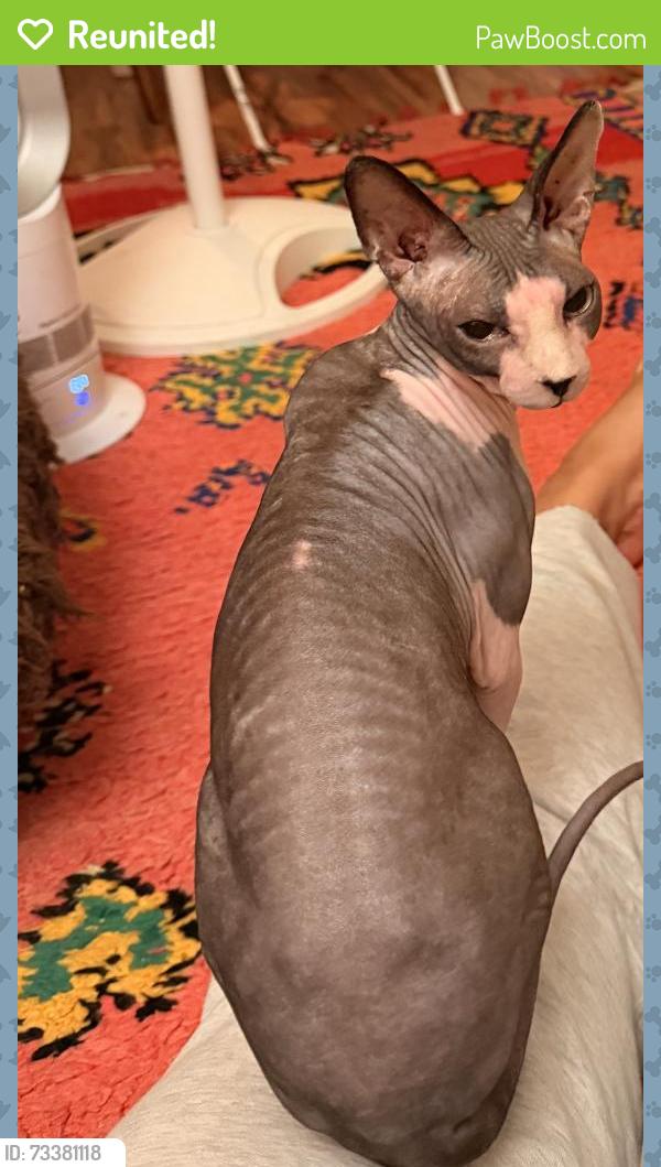 Reunited Female Cat last seen Eighth Ave & Cedar, San Diego, CA 92101
