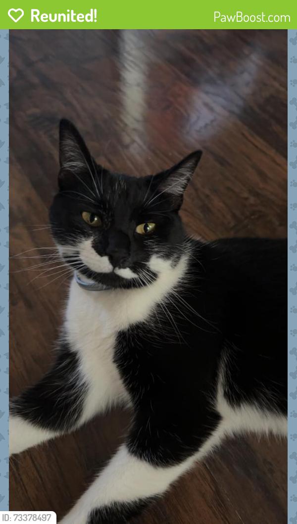Reunited Female Cat last seen Pennsylvania Ave & Sixth street Irwin, Irwin, PA 15642