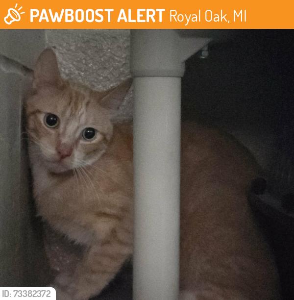Found/Stray Unknown Cat last seen Starr-Jaycee Park, Royal Oak, MI 48073